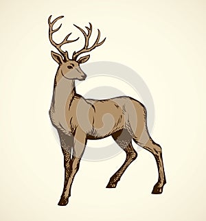 Young deer antlered. Vector drawing