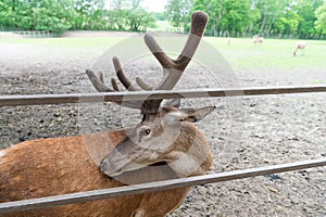 young deer with antlers in zoo animal park outdoor