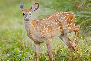 Young Deer Bamby Roe