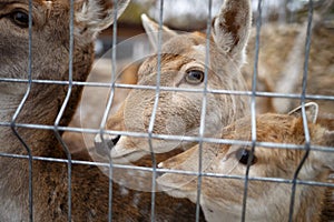 Young deer behind bars at the zoo