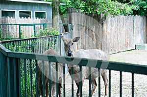 Young deer behind the fence