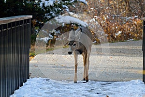 Young deer on the bridge, Kathryn Albertson Park, Boise Idaho, closeup front view horizontal