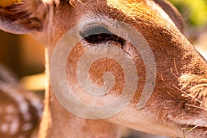 Young deer brown sunlight bright day focus muzzle dark eyes