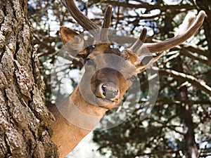 Young deer buck