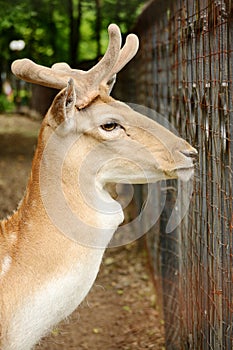 Young deer buck capreolus. Animal in the zoo