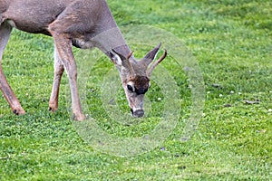 Young Deer Buck Grazing at Point Defiance Park