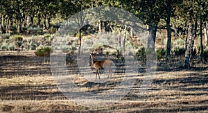 Young deer buck looking back in the clearing