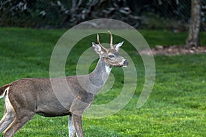 Young Deer Buck at Point Defiance Park