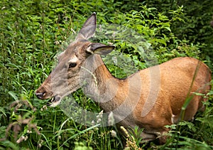 Young deer in the bushes