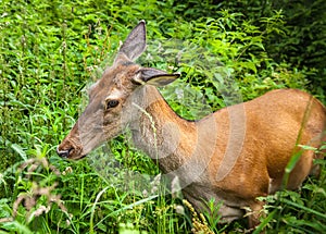 Young deer in the bushes