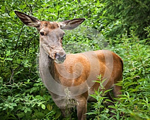 Young deer in the bushes