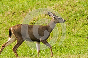 young deer (Cervidae cervus) walking in a field photo