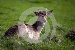 Young deer chewing on grass