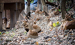 Young Deer at Chiang mai zoo, Thailand