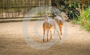 Young Deer at the Cotswold Wildlife Park and Gardens