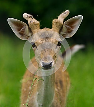 Young deer eating