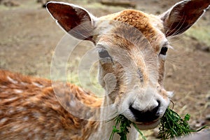Young deer eating fresh grass in the zoo. A deer head with big ears