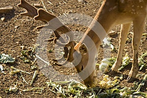 Young deer eating vegetables. Deer are the hoofed ruminant mamma