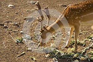 Young deer eating vegetables. Deer are the hoofed ruminant mamma