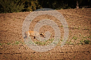 a young deer eats the young plants on a field