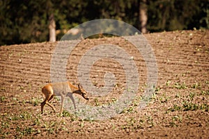 a young deer eats the young plants on a field