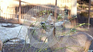 Young deer enjoys eating fresh luscious bush shoots in zoo