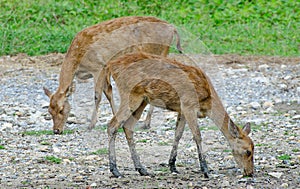 Young deer in farm