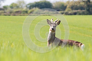 Young deer on the field