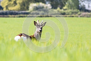 Young deer on the field