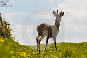 Young deer on the field