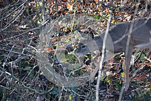 Young Deer in the forest