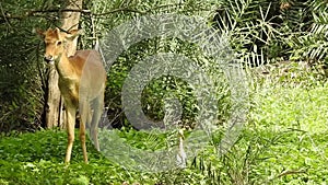 Young deer in the forest. Fallow deer family - doe and fawn babies..  Fallow deer standing in a dreamy misty forest, with beautifu