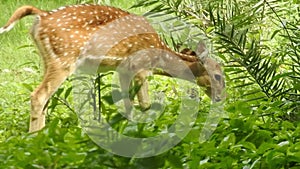 Young deer in the forest. Fallow deer family - doe and fawn babies..  Fallow deer standing in a dreamy misty forest, with beautifu