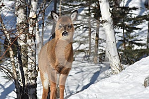 White nail deer in forest