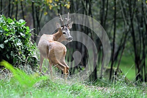 Young deer in forest