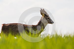 Young deer on the green field