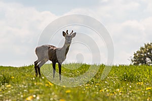 Young deer on the green field