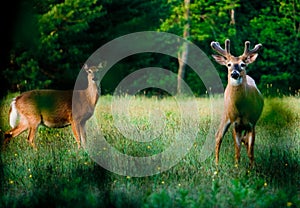 Young Deer in Green Meadow