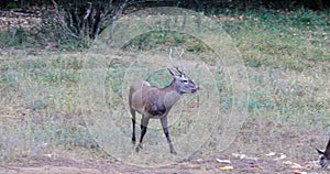 A young deer between the hinds