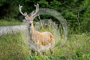 Young deer with horns in the grass nature