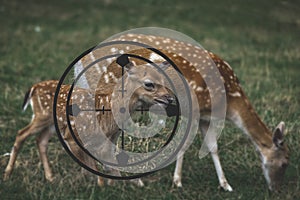 Young deer in the hunter`s crosshair