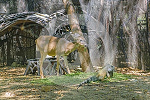 Young Deer and Iguana at Zoo