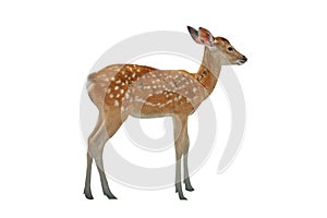 Young deer isolated on white background