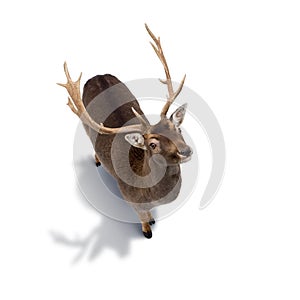 Young deer isolated on white background