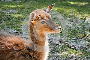 a young deer laying down on a patch of grass outside