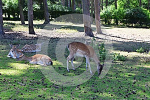 Young deer laying on field