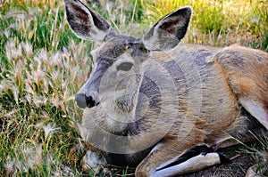 A young deer laying in a field near Whitehorse, Yukon.