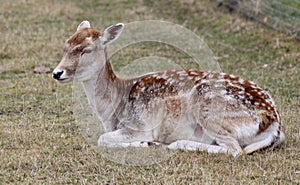 A young deer lies on the green grass at the zoo