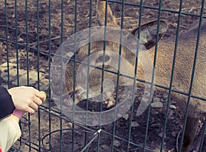 The young deer lives in a cage in the zoo.