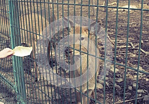 The young deer lives in a cage in the zoo.